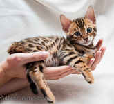 Bengalkatze rosetted